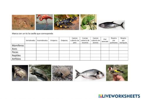 Características de los animales