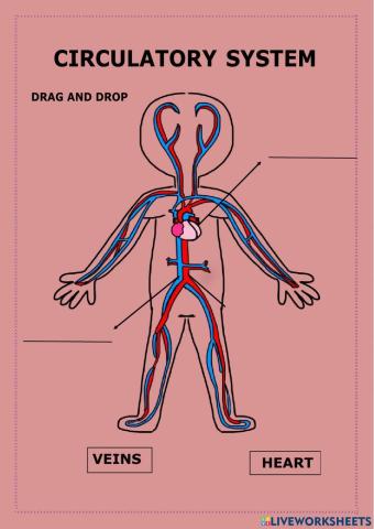 Circulatory system