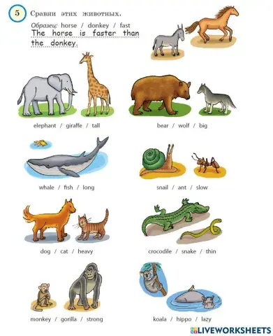 Short Adjectives - Comparative