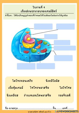 ใบงานที่ 4 ส่วนประกอบของเซลล์สัตว์