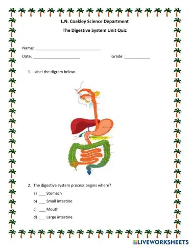The Digestive System