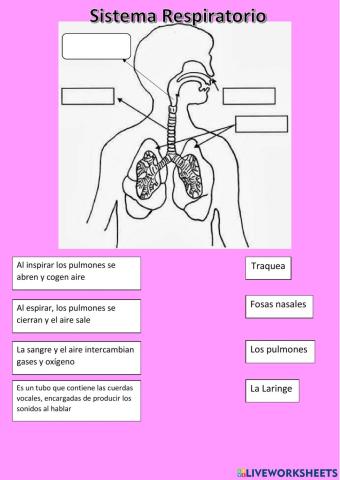 Sistema respiratorio