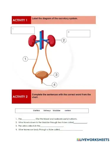 Excretory System 6th Graders