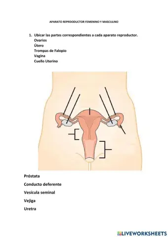 Aparato reproductores del hombre y la mujer