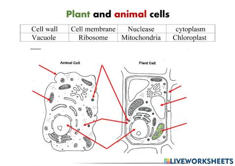 Animal and plant cell