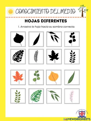 Hojas diferentes