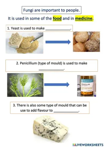 Harmful and helpful of fungi