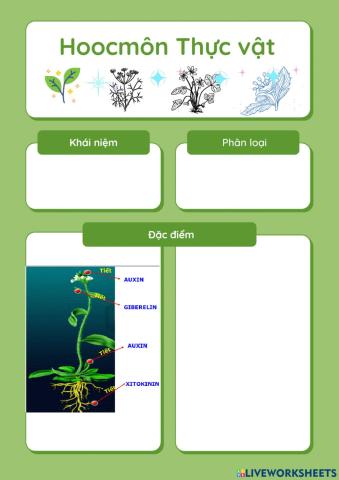 Hoocmôn thực vật