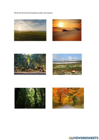 Terrestrial ecosystems