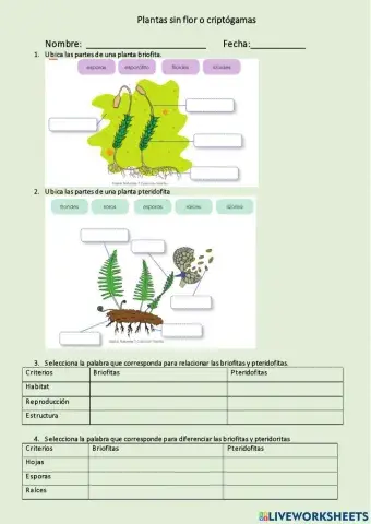 Plantas sin flor o criptógamas