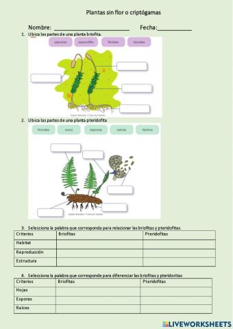 Plantas sin flor o criptógamas