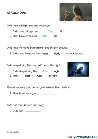 All About Owls