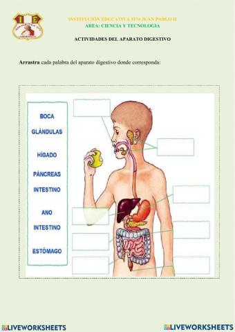 ACTIVIDADES DEL APARATO DIGESTIVO