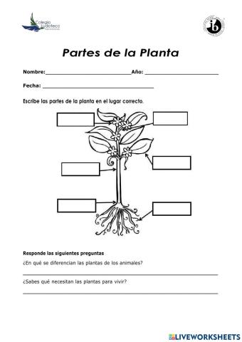 Partes de la planta