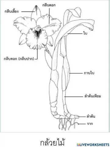 โครงสร้างพืชที่ถ่ายทอดทางพันธุกรรม