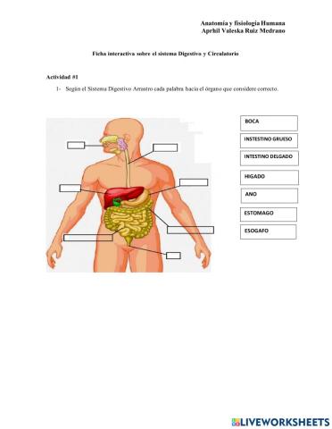 Sistema circulatorio y digetsivo