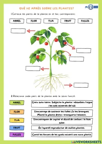 Parts de les plantes