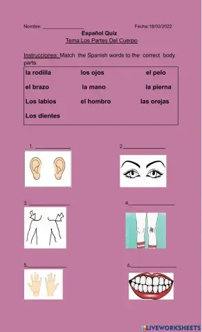 Los Partes del Cuerpo
