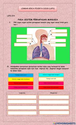 Sistem pernapasan pada manusia