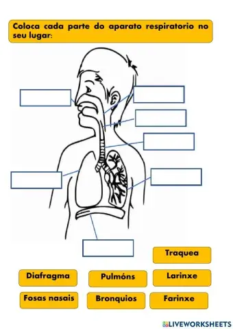 Aparato respiratorio