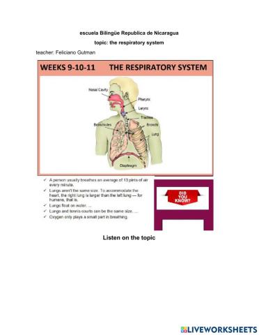 The respiratory system
