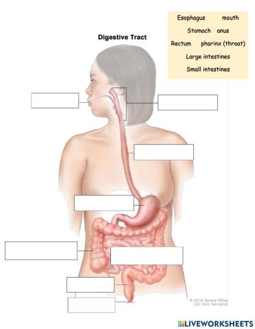 Digestive Tract