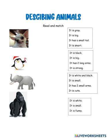 Describing animals