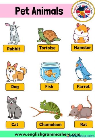 ใบความรู้ Pet Animals P.3