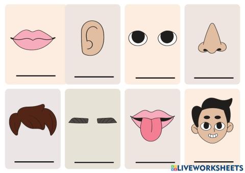 Las partes de mi rostro