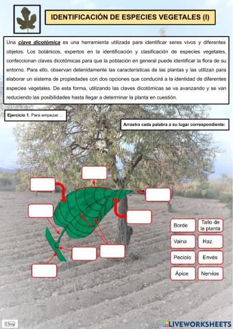 Identificación de especies vegetales (I)