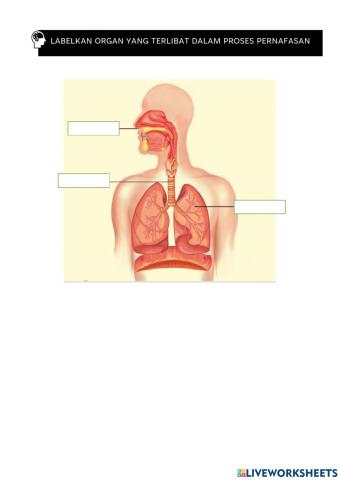 Organ pernafasan