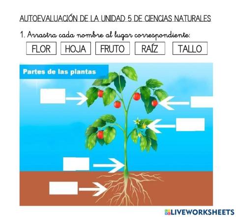 Partes de una planta.