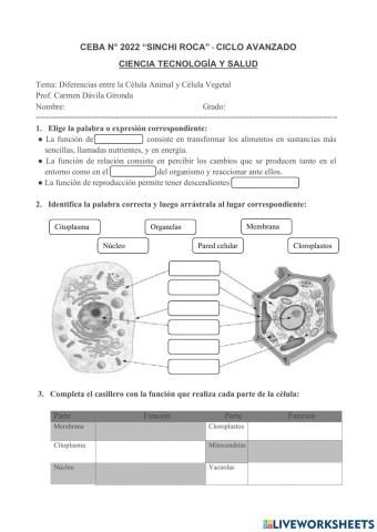 Diferencias entre células
