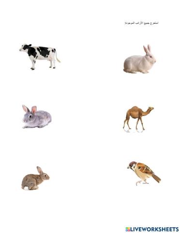 حيوانات المزرعة