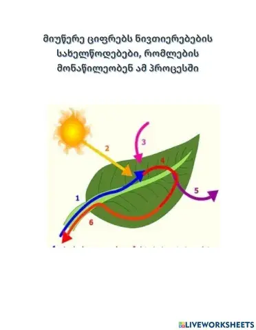 Ფოტოსინთეზი