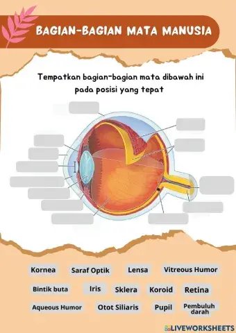 Bagian - bagian mata
