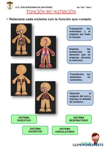 Función de nutrición - VGCB - 4to