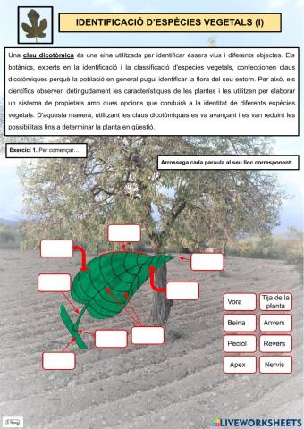 Identificació d'espècies vegetals (I)