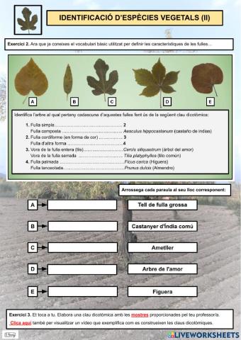 Identificació d'espècies vegetals (II)