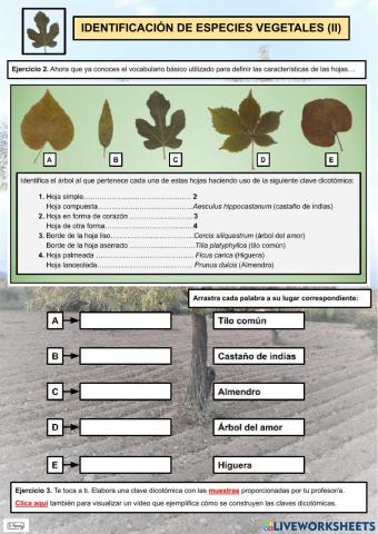 Identificación de especies vegetales (II)