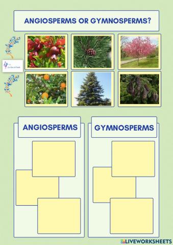 Angiosperms and gymnosperms