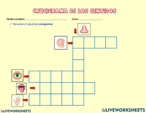 Crucigrama de los sentidos