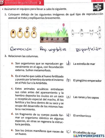 Reproducción asexual