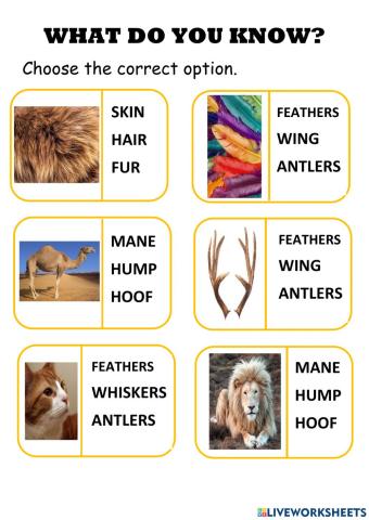 Animal body parts
