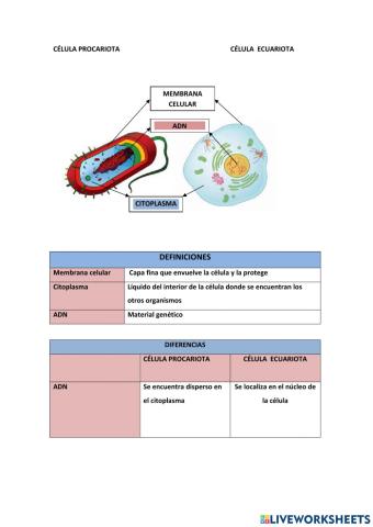Célula ecuariota y procariota