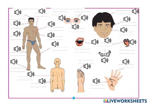 Vocabulario las partes del cuerpo