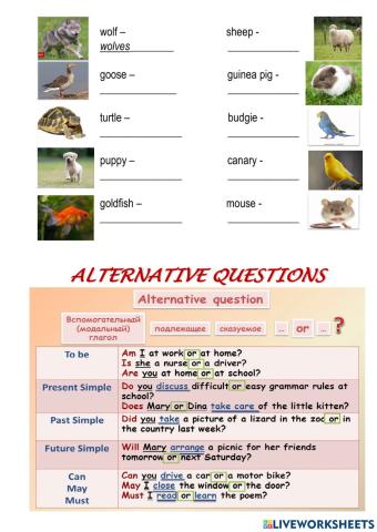 Alternative questions