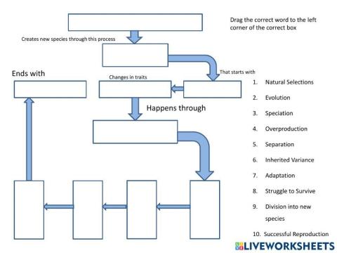 Evolution-Natural Selection Flow Chart