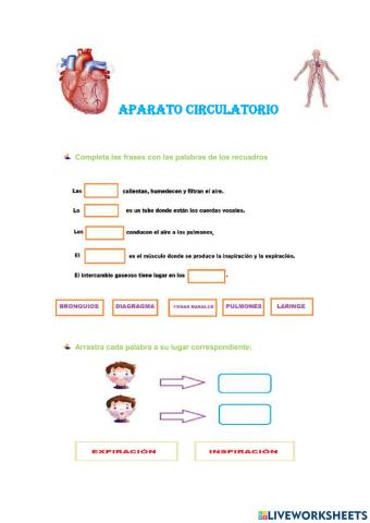 Aparato circulatorio