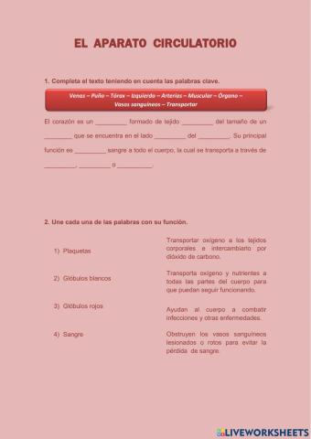 Aparato circulatorio